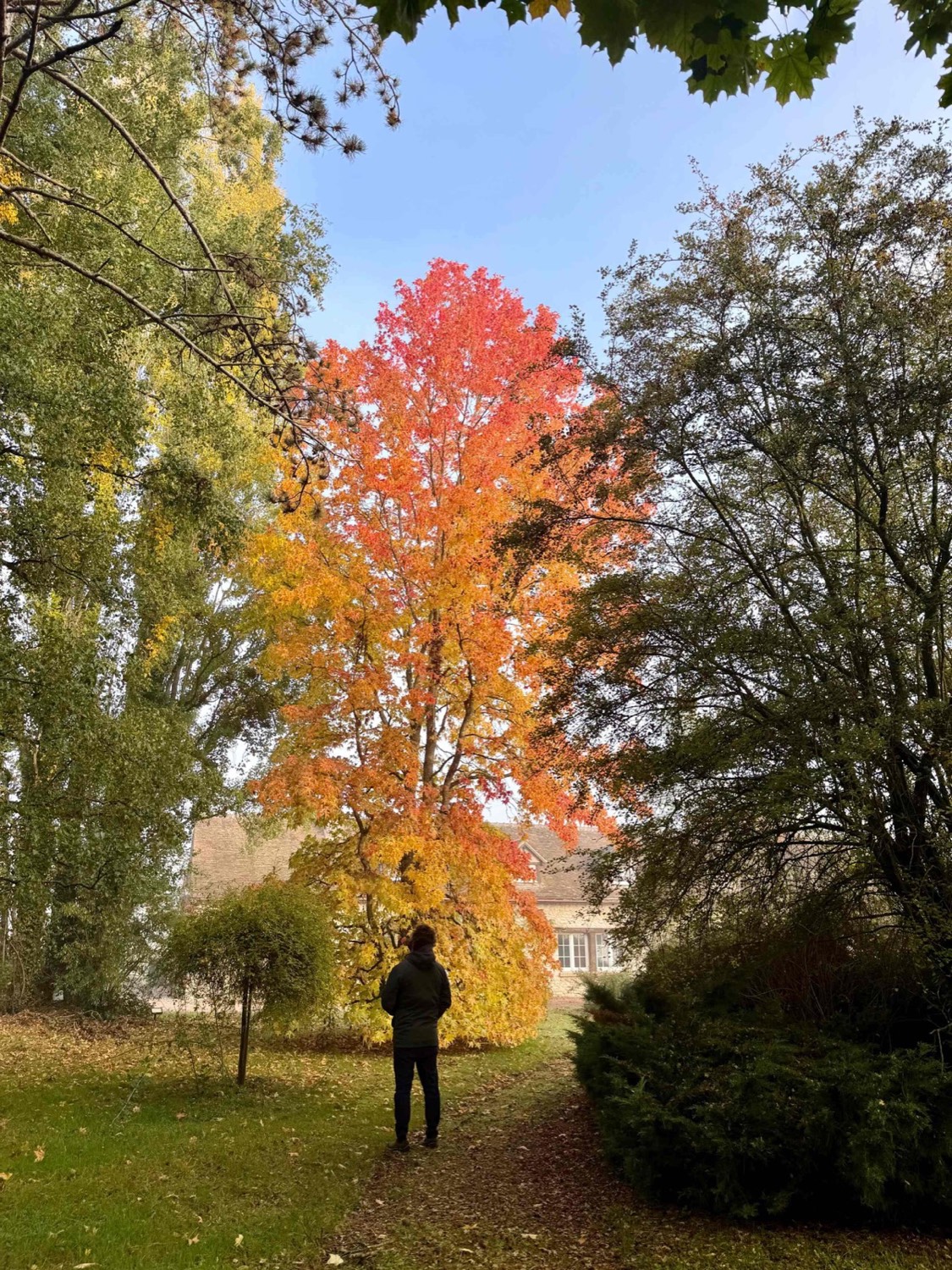 Le parc en automne, érable flamboyant devant la maison