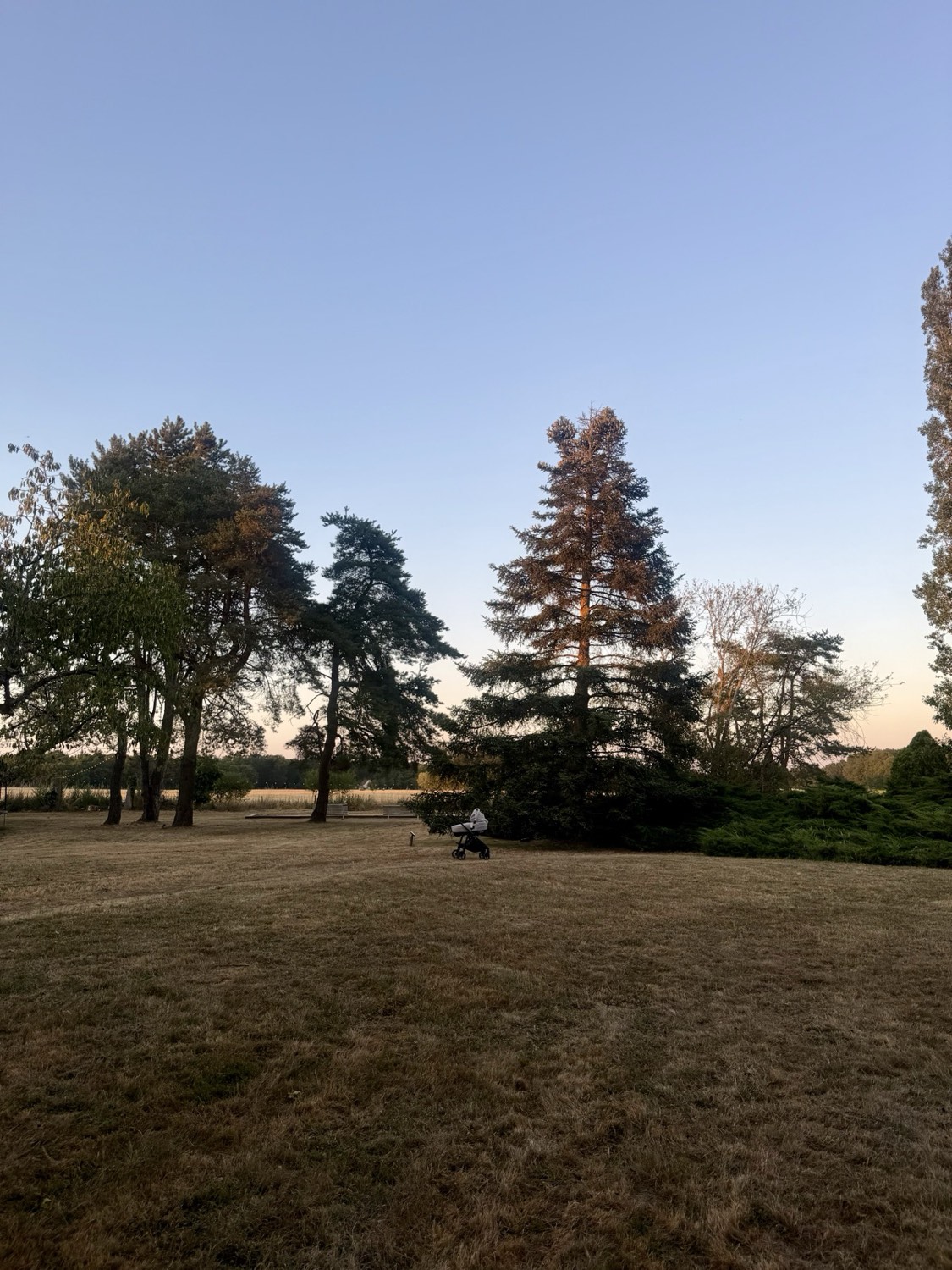 Les grands arbres du parc au crépuscule